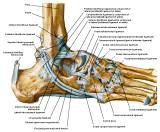 Anatomie: heup,bovenbeen,knie,onderbeen,enkel,voet,acetabulum,collum femoris,trachanter,femur,epicondyl,meniscus,kruisband,cruciate ligament,patella,knieschijf,tibia,fibula,malleolus,talus,calcaneus,tarsus,metatarsus,phalanx,falanx,quadriceps femoris,rectus femoris,sartorius,tensor fasciae latae,tractus iliotibialis,biceps femoris,gastrocnemius,semimembranosus,semitendinosus,soleus,suralis,vena saphena parva,vena saphena magna,sciatic,ischiadicus,peronea